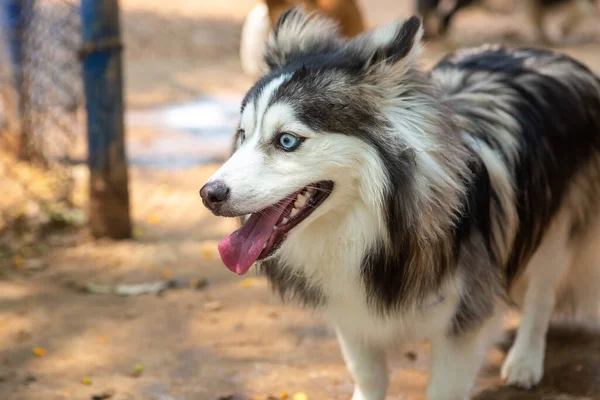 Retrato Pomsky Con Ojos Azules Jugando Aire Libre —  Fotos de Stock