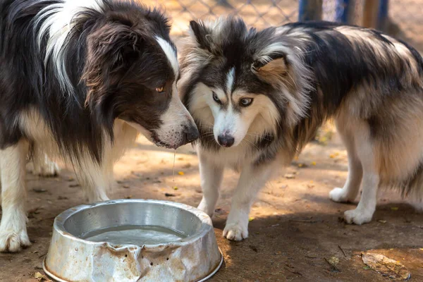 Siyah ve beyaz Border Collie bir köpek kulübesinde Pomsky 'nin yanında su içiyor..