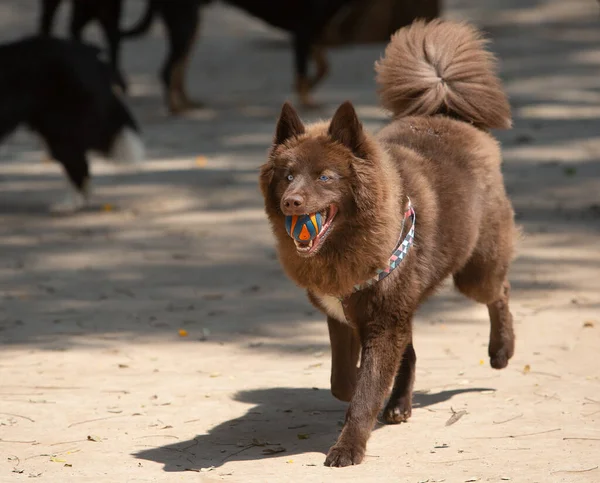 Açık havada oynayan mavi gözlü kahverengi bir Pomsky portresi..