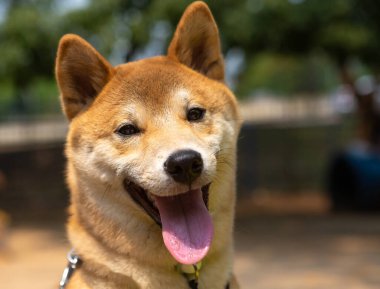 Japonya 'dan bir Shiba inu' nun portresi..