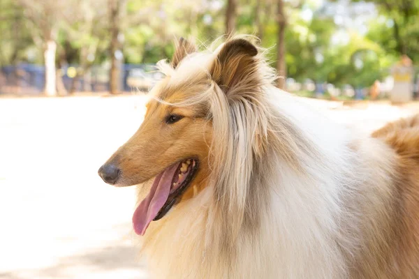 Retrato Una Mujer Roug Collie Parque — Foto de Stock