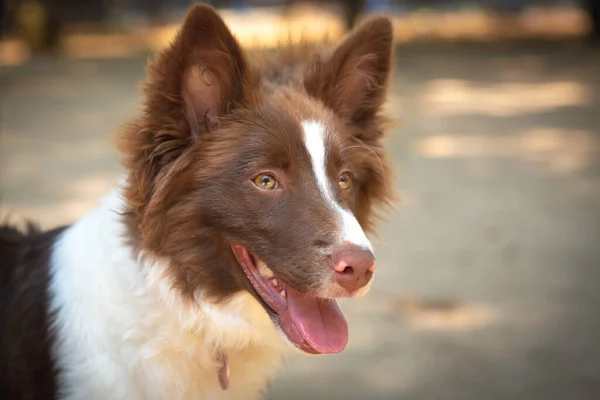 Kahverengi Beyaz Bir Collie Köpeğinin Portresi — Stok fotoğraf
