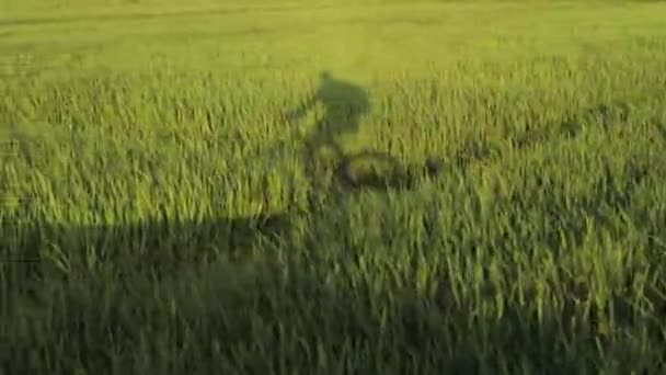 Schaduw van fiets en renner beweegt over gras van groen ricefield. — Stockvideo