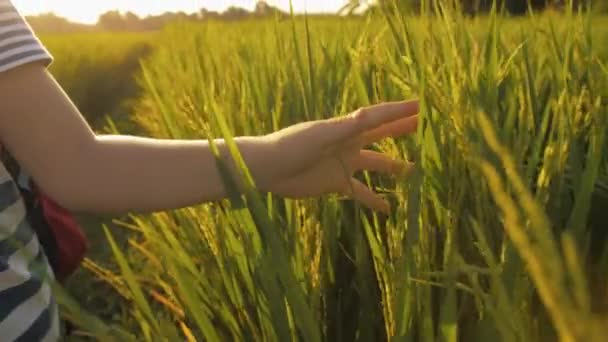 Detailní záběr záběr ruky dítěte dotýká zelené trávy rýžové pole — Stock video