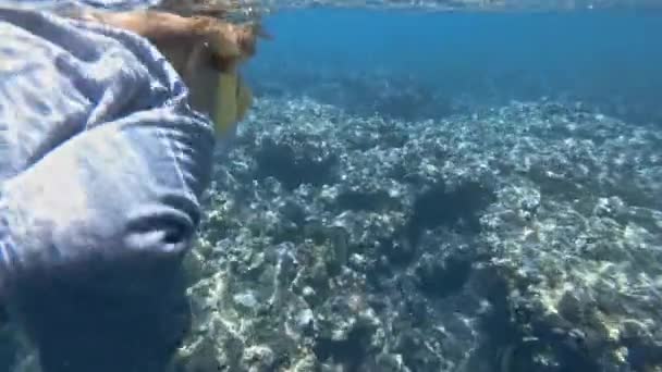 Snorkelen kind duiken in helder blauw Oceaan water met prachtige kleurrijke vissen — Stockvideo