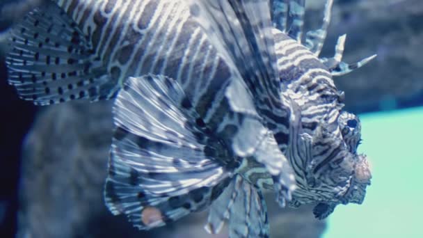 Beau poisson nageant en aquarium