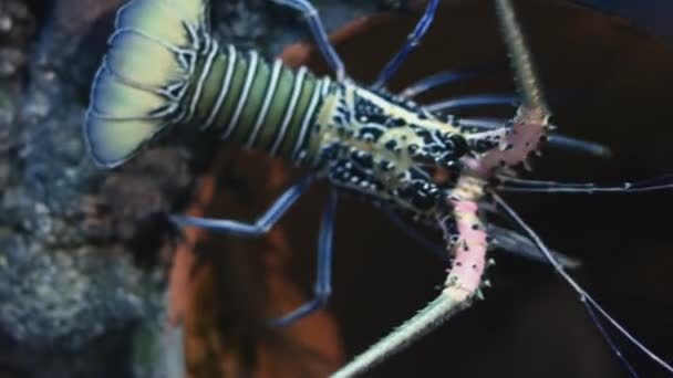 Belle Langouste multicolore en cuve à l'aquarium. — Video