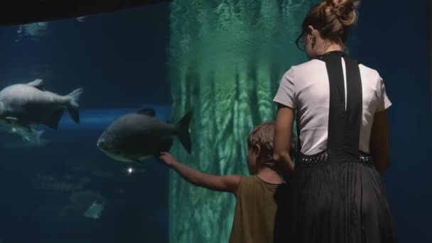Kind met moeder bij aquarium kijkend naar prachtige vissen zwemmend in aquarium — Stockvideo