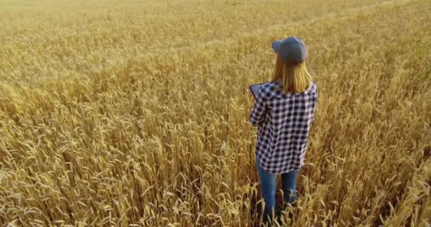 Altın buğday tarlasında tabletli tarımcı bir kadın. — Stok video