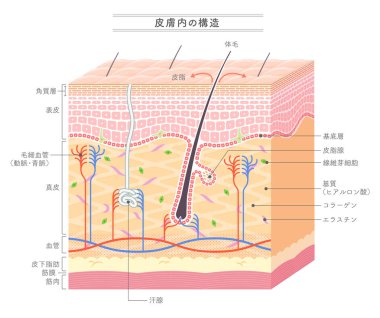 Skin_Japanese gösteriminde yapısı 