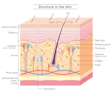 Structure in the skin_English notation  clipart