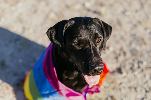 Anjing Labrador Hitam Lucu Dengan Warna Warni Bendera Gay Pelangi — Stok Foto