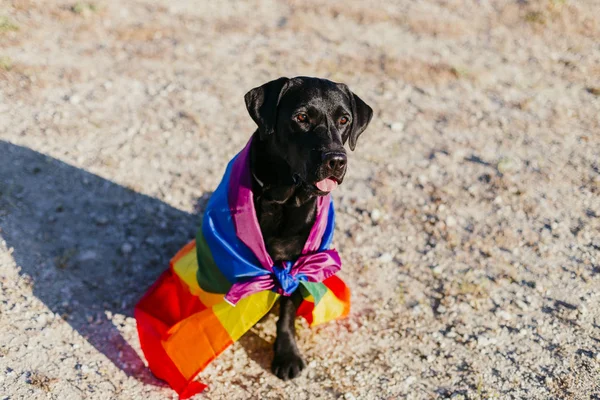 Lindo Perro Labrador Negro Divertido Con Una Bandera Gay Arco —  Fotos de Stock