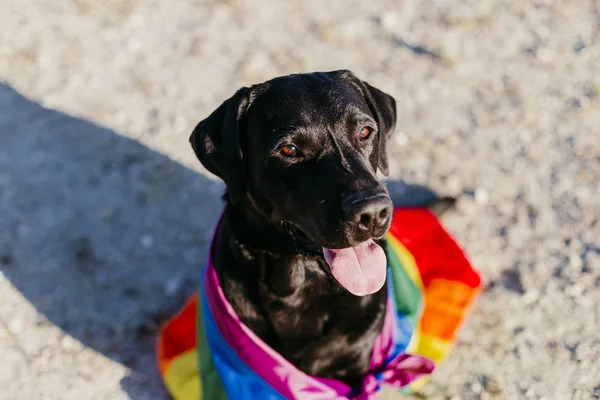 Anjing Labrador Hitam Lucu Dengan Warna Warni Bendera Gay Pelangi — Stok Foto