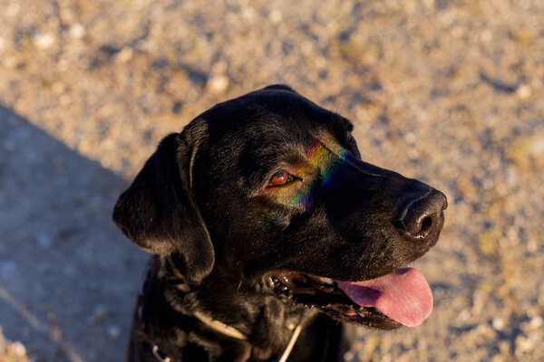 Cute Funny Black Labrador Dog Colorful Rainbow Gay Flag Reflection Stock Image