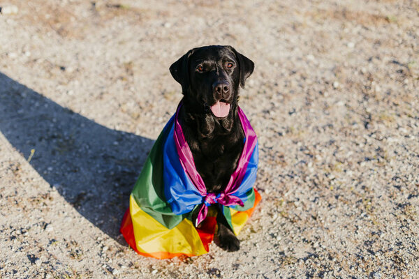 Cute Funny Black Labrador Dog Colorful Rainbow Gay Flag Pride Stock Picture
