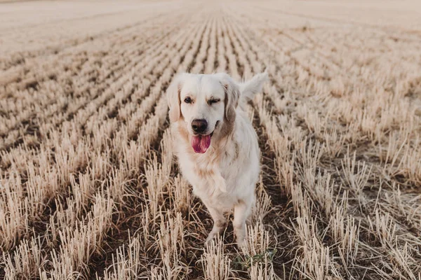 Anjing Golden Retriever Yang Cantik Lapangan Kuning Saat Matahari Terbenam — Stok Foto