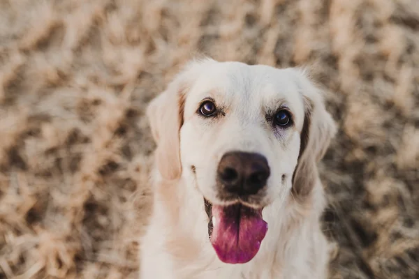 Anjing Golden Retriever Yang Cantik Lapangan Kuning Saat Matahari Terbenam — Stok Foto