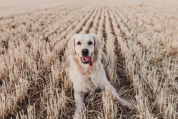 Anjing Golden Retriever Yang Cantik Lapangan Kuning Saat Matahari Terbenam — Stok Foto