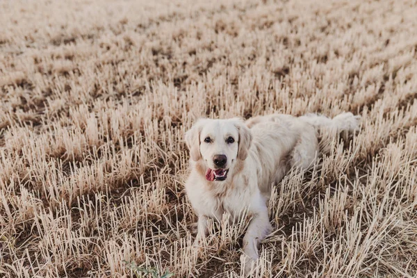 Entzückender Golden Retriever Hund Gelben Feld Bei Sonnenuntergang Schönes Porträt — Stockfoto