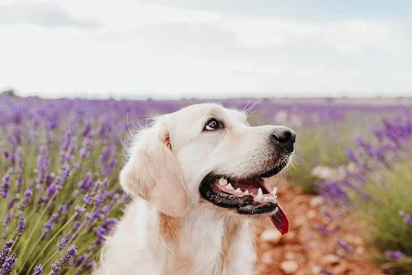Gün batımında lavanta alanında Sevimli Golden Retriever köpek. Genç köpeğin güzel portresi. Evcil hayvanlar ve yaşam tarzı