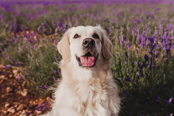 Gün batımında lavanta alanında Sevimli Golden Retriever köpek. Genç köpeğin güzel portresi. Evcil hayvanlar ve yaşam tarzı