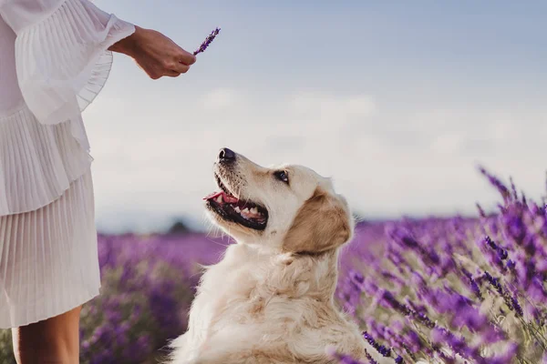 Anjing Golden Retriever Yang Menggemaskan Padang Lavender Saat Matahari Terbenam — Stok Foto