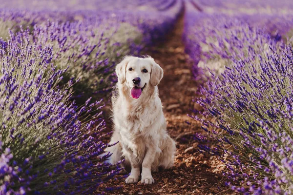 Gün batımında lavanta alanında Sevimli Golden Retriever köpek. Genç köpeğin güzel portresi. Evcil hayvanlar ve yaşam tarzı