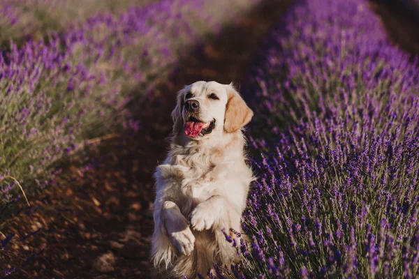 Gün batımında lavanta alanında Sevimli Golden Retriever köpek. Genç köpeğin güzel portresi. Evcil hayvanlar ve yaşam tarzı