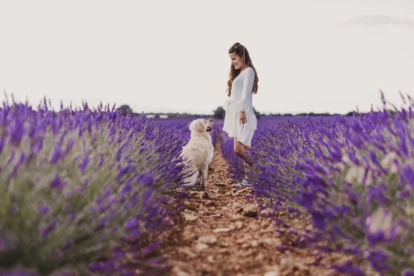 Beautiful Woman Her Golden Retriever Dog Lavender Fields Sunset Pets — Stock Photo, Image