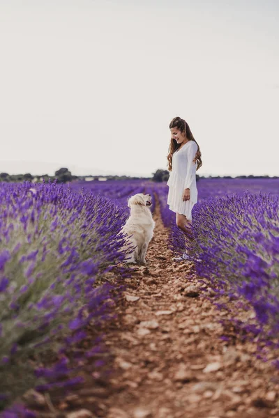 Beautiful Woman Her Golden Retriever Dog Lavender Fields Sunset Pets — Stock Photo, Image