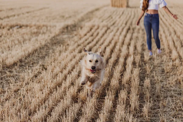 Wanita Cantik Berjalan Dengan Anjing Golden Retriever Nya Lapangan Kuning — Stok Foto