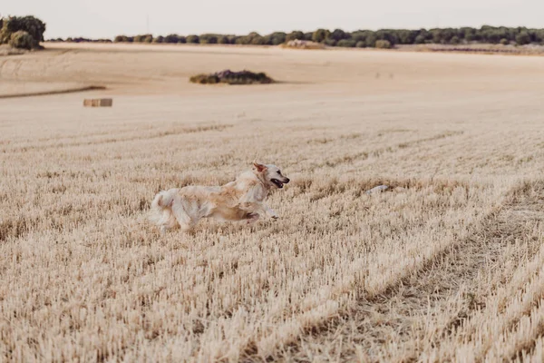 Adorable and funny Golden Retriever dog running in yellow field at sunset. Beautiful portrait of young dog. Pet outdoors and lifestyle