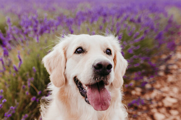Adorable Golden Retriever Dog Lavender Field Sunset Beautiful Portrait Young Stock Picture