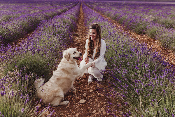 Beautiful Woman Her Golden Retriever Dog Lavender Fields Sunset Pets Royalty Free Stock Images