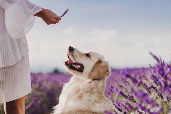 Adorable Golden Retriever Dog Lavender Field Sunset Her Owner Beautiful Stock Picture