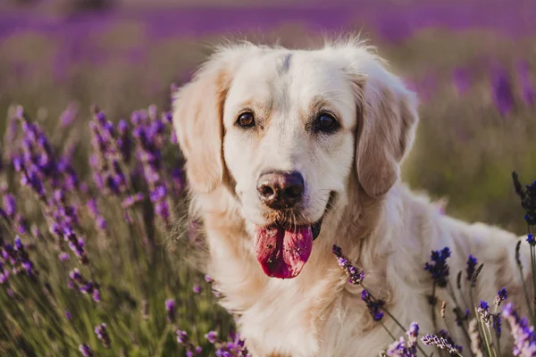 Entzückender Golden Retriever Hund Lavendelfeld Bei Sonnenuntergang Schönes Porträt Des lizenzfreie Stockfotos