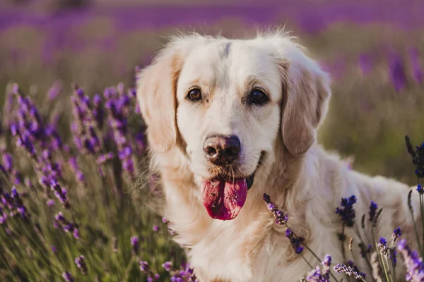 Schattige Golden Retriever Hond Lavendel Veld Bij Zonsondergang Mooi Portret Rechtenvrije Stockfoto's