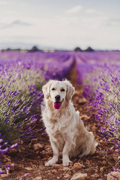 Adorable Golden Retriever Dog Lavender Field Sunset Beautiful Portrait Young Royalty Free Stock Photos