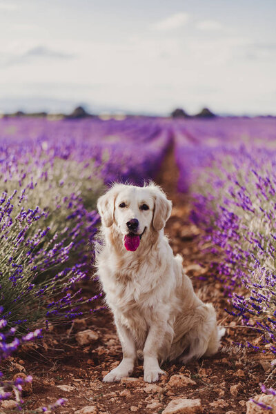 Adorable Golden Retriever Dog Lavender Field Sunset Beautiful Portrait Young Stock Photo