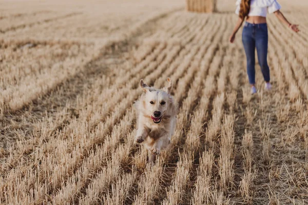 Jovem Bela Mulher Andando Com Seu Cão Golden Retriever Campo Imagem De Stock