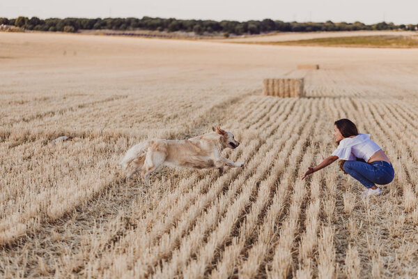 Young Beautiful Woman Walking Her Golden Retriever Dog Yellow Field Stock Photo