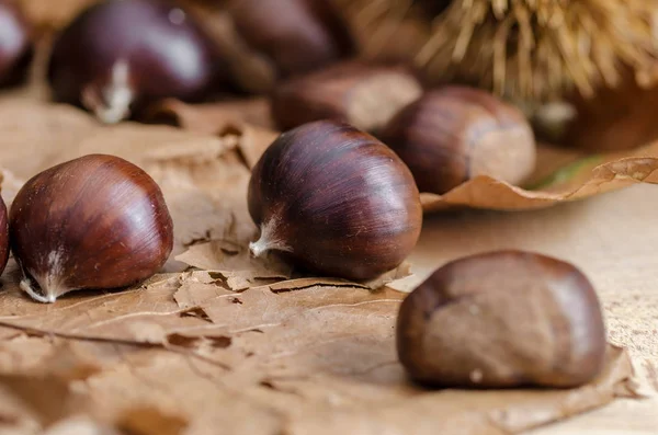 Één Kastanjes Scheiden Van Andere Herfstbladeren — Stockfoto