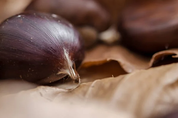 Close Van Een Kastanje Herfst Gevoel — Stockfoto