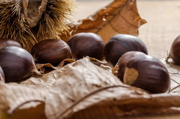 Groep Van Kastanjes Grond — Stockfoto