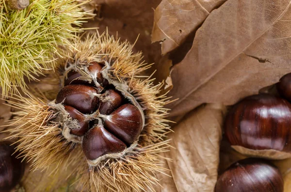 Rijpe Kastanjes Nog Hun Schil Herfst Gevoel — Stockfoto