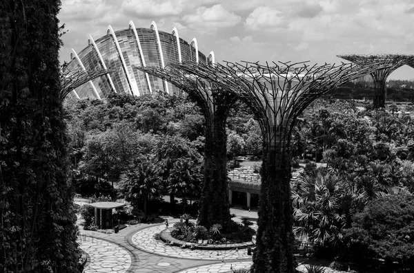Vista Superárvore Jardim Junto Baía Sngapore Ásia Futuro Ambiente Preto — Fotografia de Stock