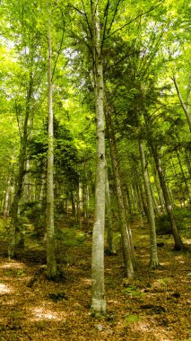Yaz aylarında bir ormanda görünümünü