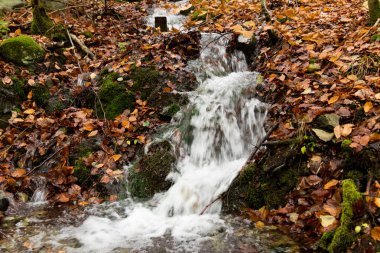 Bir dere ve Kasım ayında ormandaki yaprakları