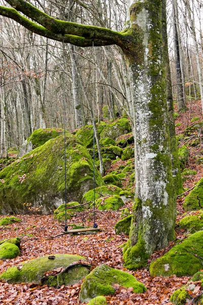 林中树上悬挂的秋千 — 图库照片